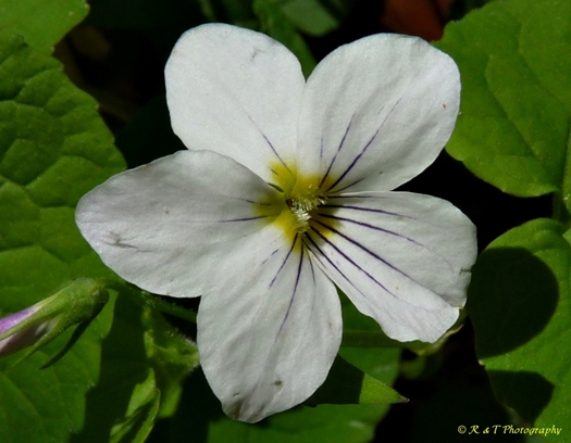 {Viola canadensis}
